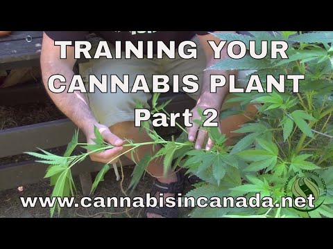 how to properly lst cannabis