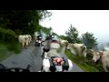 Col d'Aubisque motos y vacas