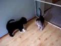 Barley and Bentley... getting to know you...