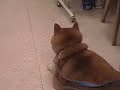 Ine the papillon + Saburo the shiba Ine the papillon + Saburo the shiba