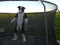 Border Collie on a trampoline playing a round part 3.