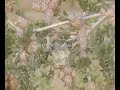 Hummingbird feeding
