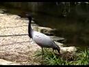 la conférence des oiseaux