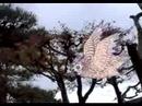 la conférence des oiseaux