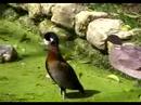 la conférence des oiseaux