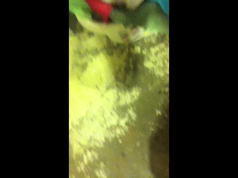 how to eliminate spiders in a basement