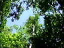 humbug wind