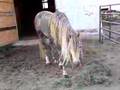 Rocky Mountain Horse Stallion: VBF's I Be Smokin'