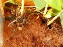 Lasiodora Parahybana vs Mouse part 2 Lasiodora Parahybana vs Mouse part 2