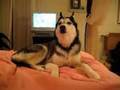 Le chien qui dit: