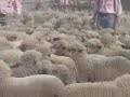 Jerilderie, NSW, Merino market holds firm