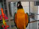 Paco, my crazy macaw Paco, my crazy macaw