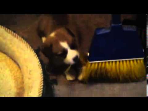Video 2: Female Corgi Puppy Named Georgia