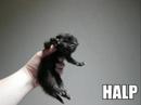 Super Funny Cats 3