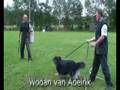 Schutzhund Wodan van Adelrik click bite