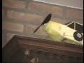 Small boomerang. Give the﻿ paper a wing shape and fold the wings slightly down. flick it at approximately 60deg. upwards angle.