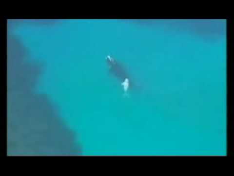 Albino Whale