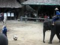 Elephants Playing Soccer in Thailand!