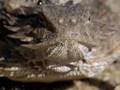 Squirt of Blood Is Lizard's Secret Weapon