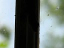\"Anole Alley\" S3-E23 Bruno
