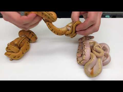 YouTube reptile video