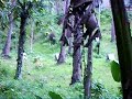Mataas Na Kahoy, Luob, Batangas