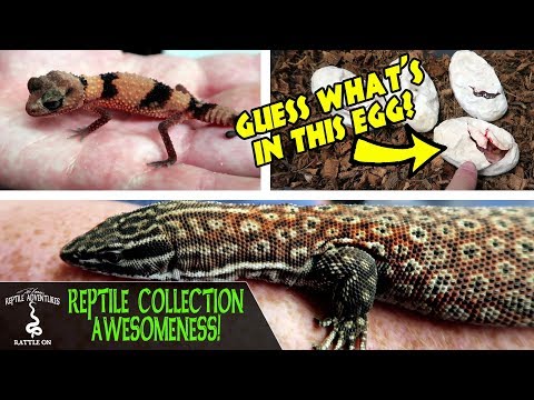 YouTube reptile video