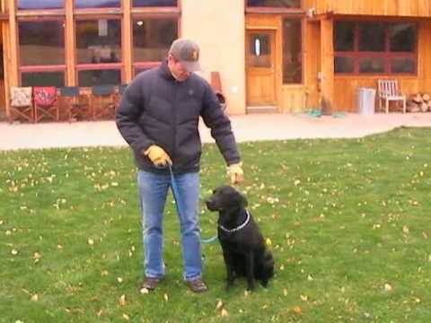 How to Train Labrador Retrievers