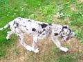 Cucciolo di alano merle