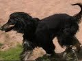 Pomiechowek Charty Afghan Hound