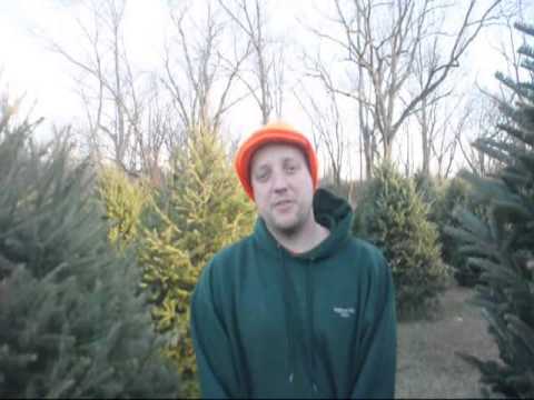 how to transplant russian olive trees