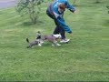 Chinese Cresteds