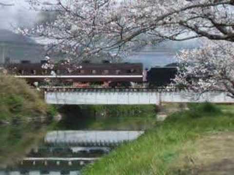 桜と貴婦人その１