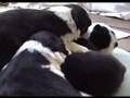 Baby-Animals-in-Brat