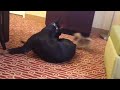 Pomeranian vs. doberman