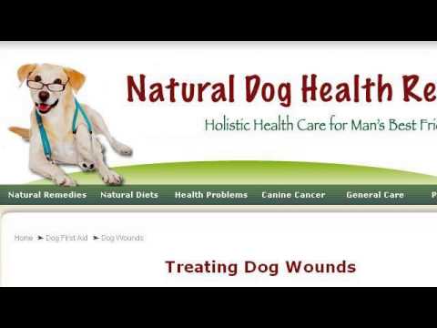 how to treat dog wounds