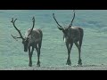 Denali National Park  Kantishna Roadhouse  Caribou Video