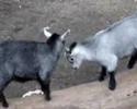Skansen 2007
