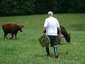 David Feeding Cows in Field
