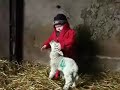 Luke And The Lambs Sing Old Macdonald - A Cute Sheep Video