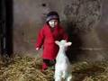 Luke and the lambs sing old MacDonald - a cute sheep video