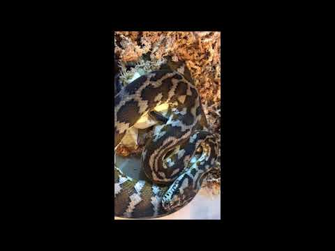 YouTube reptile video