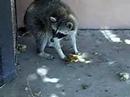 raccoon at atmel raccoon at atmel