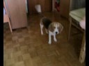 beagle educata beagle educata