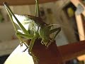 Bushcricket Bushcricket