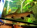 Silver tip Shark Silver tip Shark