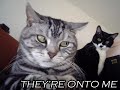 Caturday Vol. I Caturday Vol. I