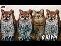 Caturday Vol. I