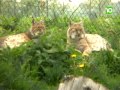 Oproep diervriendelijkere menu's in Zooparc Overloon