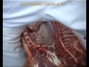 découpe du porc 1ère partie